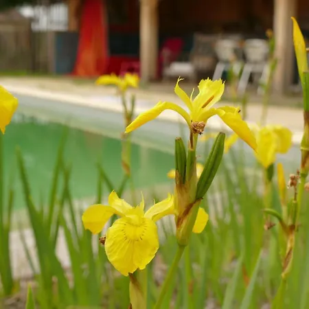 La Baignade Aux Iris * Savignac-de-Miremont